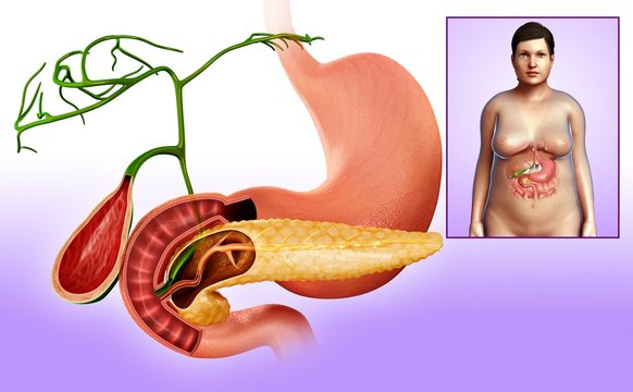 Gallbladder, duodenum and pancreas, illustration