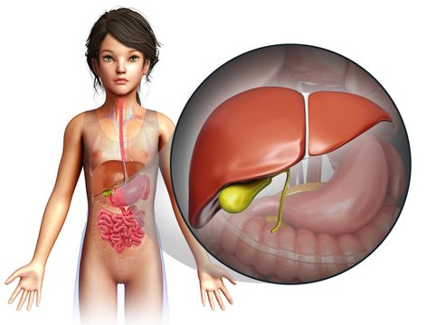 Child's liver anatomy, illustration