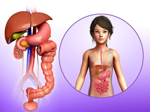 Child's liver and intestines, illustration