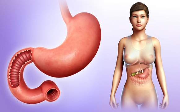 Female stomach and duodenum, illustration