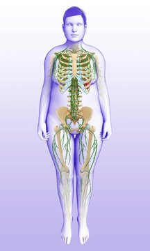 Female skeletal and lymphatic system, illustration