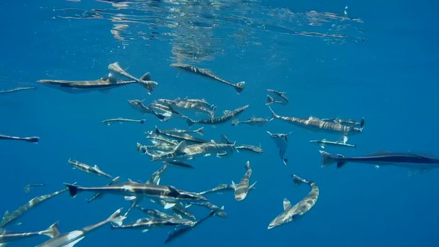 school of fish Remora (Echeneis naucrates) eating under surface of the water , Indian Ocean, Maldives
