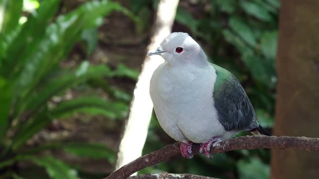 Close-up View of a Tropical Pigeon at the Park