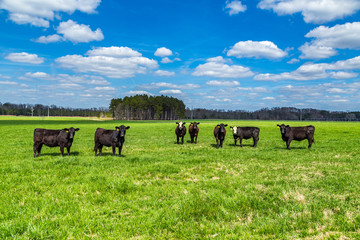 Cattle in a Pasture