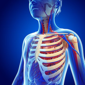 Boy's chest anatomy, illustration