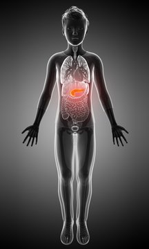 Boy's pancreas, illustration