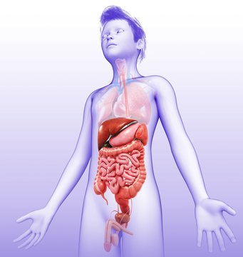 Boy's digestive system, illustration
