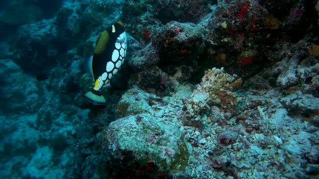 Clown Triggerfish - Balistoides conspicillum eating coral, Indian Ocean, Maldives
