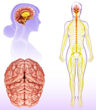 Female brain anatomy, illustration