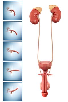 Male reproductive system, illustration