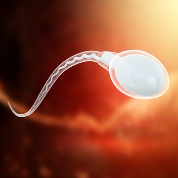Sperm cell, illustration