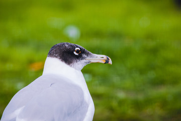 Great Black-headed Gull (Larus ichthyaetus).