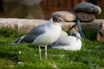 Great Black-headed Gull (Larus ichthyaetus).