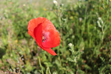 coquelicot de printemps dans un champs