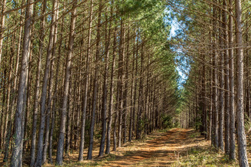 Fototapeta premium Deep South Pine Woods