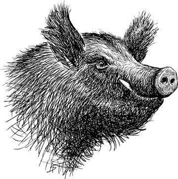 head of a wild boar