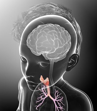 Close-up of child's trachea and bronchi against gray background