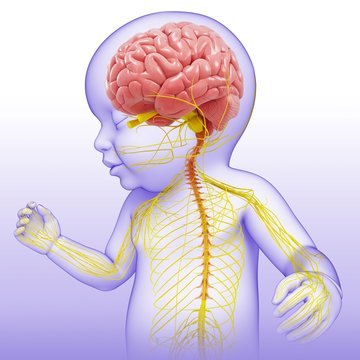 Close-up of Baby's brain and nervous system