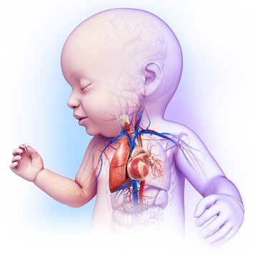 Baby's heart-lung system, illustration