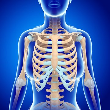 Female skeletal system, illustration
