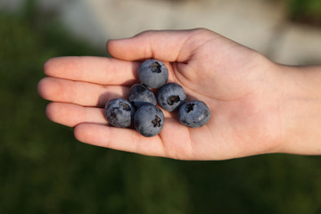 Blueberries lie on the hand of the child. Mature large berries are blue.