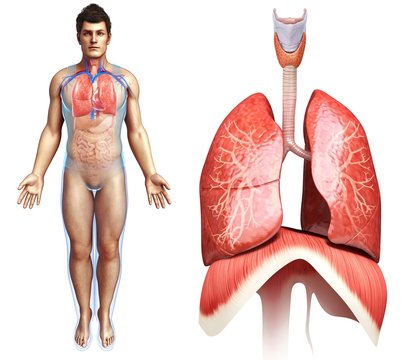 Lung and diaphragm anatomy, illustration