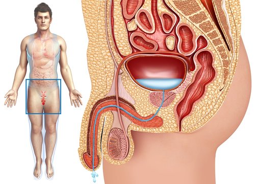 Male urinary system, illustration