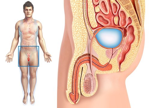 Male urinary system, illustration