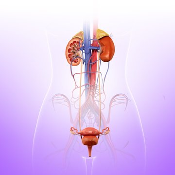 Female kidneys and urinary system, illustration
