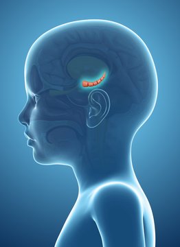 Close-up of Hippocampus in child's brain