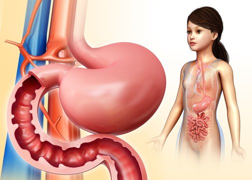 Stomach and duodenum anatomy, illustration