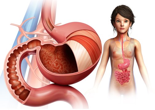 Stomach layers and duodenum, illustration