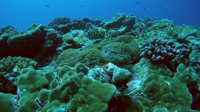 Scool of fish Maldive anemonefish (Amphiprion nigripes) float in the current above the anemone, Indian Ocean, Maldives
