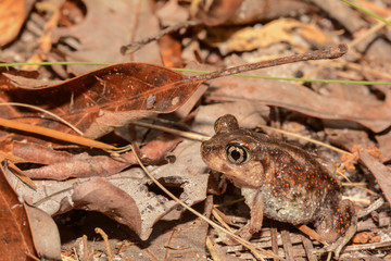 Eastern Spadefoot Toad