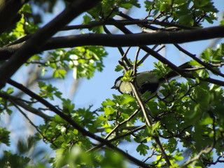 Bird between branches