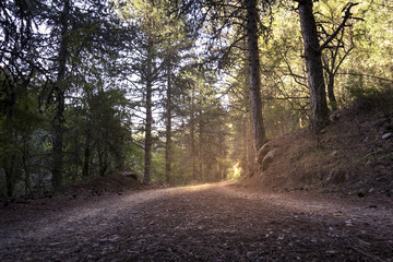 Fototapeta premium El sendero al aden