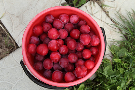 Plums of red are poured into a bucket. Harvesting in autumn.