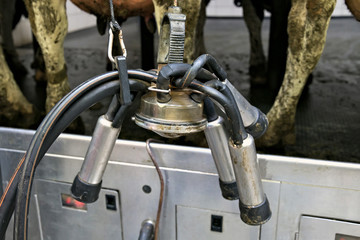 Milking automatic machine on a dairy farm.