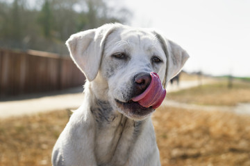 Süßer Labrador Retriever Hund Welpe schleckt sich mit der Zunge übers Maul