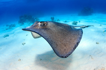 South Stingray gliding over a sandy sea bed