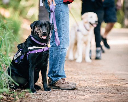 Two Dogs on a Walk in the Park