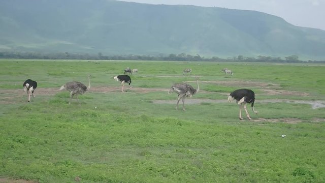 Ostriches in Ngorongoro Crater, Tanzania