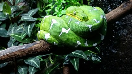 Green Tree Boa