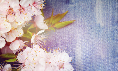 Background with spring blossom flowers.Jeans background with flowers