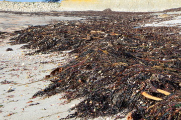 Laisse de mer sur une plage bretonne 
