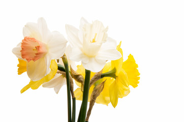 Daffodil flower isolated