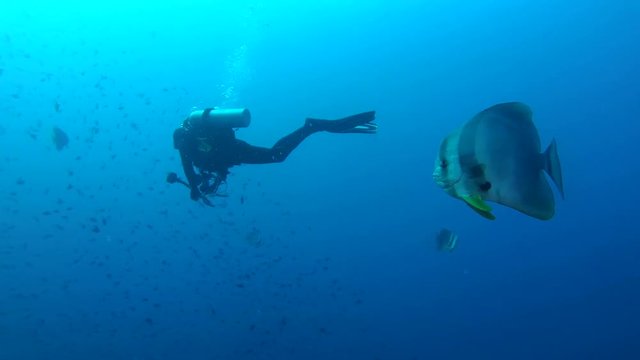 underwater cameraman shooting orbicular batfish (Platax orbicularis) in blue water, Indian Ocean, Maldives
