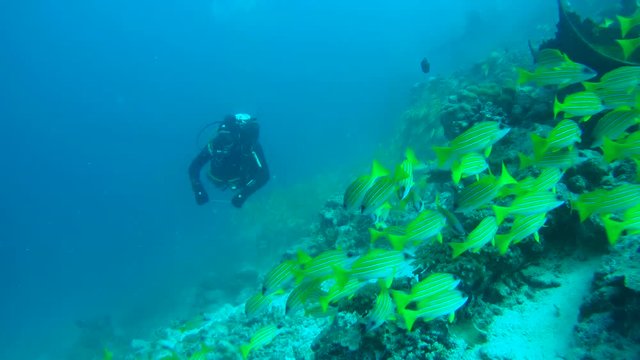Scubadiver look of school of fish Bluestripe Snapper (Lutjanus kasmira) swim near coral reef, Indian Ocean, Maldives
