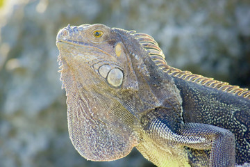 Green Iguana