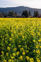 Obraz premium Field of Mustard Flowers